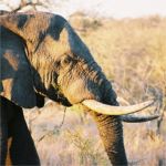 elephant 150x150